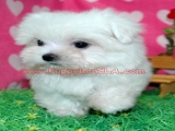 teacup maltese